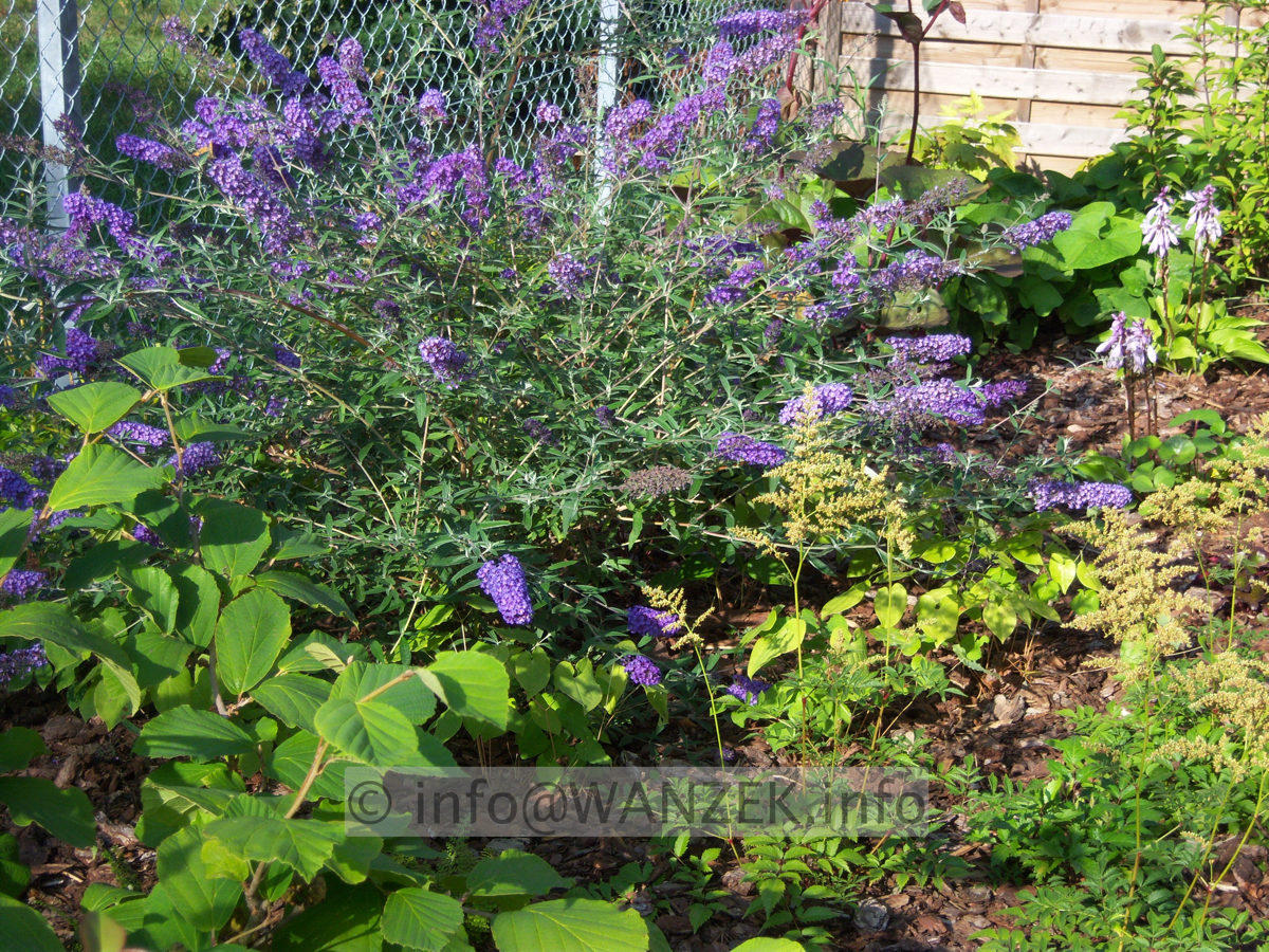 Buddleja Hybride Nanho Blue 02.JPG